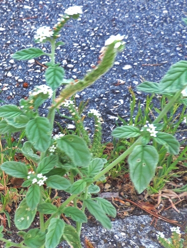 Heliotropium europaeum